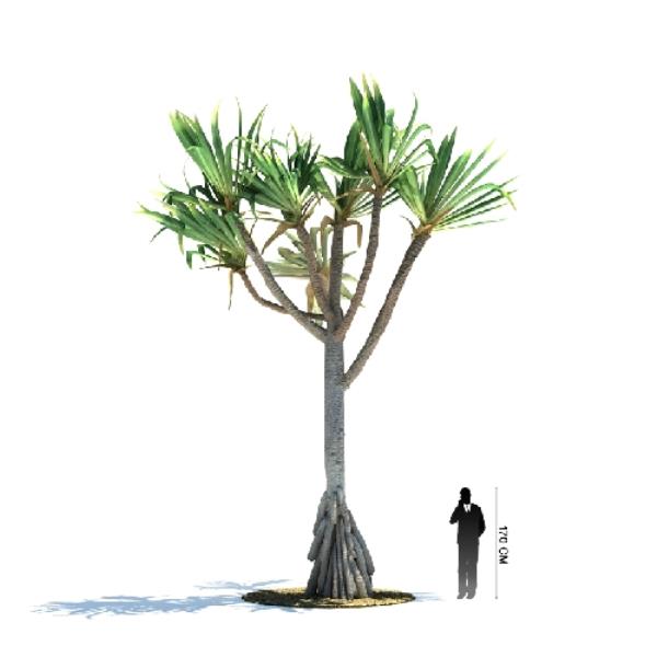 درخت استوایی  - دانلود مدل سه بعدی درخت استوایی  - آبجکت سه بعدی درخت استوایی  - دانلود آبجکت سه بعدی درخت استوایی  -دانلود مدل سه بعدی fbx - دانلود مدل سه بعدی obj -Tropical tree 3d model free download  - Tropical tree 3d Object - Tropical tree OBJ 3d models - Tropical tree FBX 3d Models